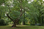 Der Ginkgo im Juni