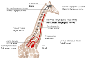 Sketch of the path of the recurrent laryngeal nerve in giraffe