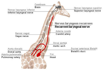 Scheme of path of the recurrent laryngeal nerve in giraffe