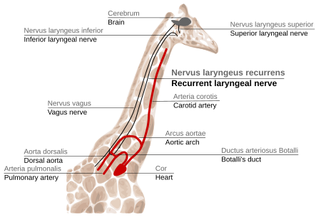 Fail:GiraffaRecurrEn.svg