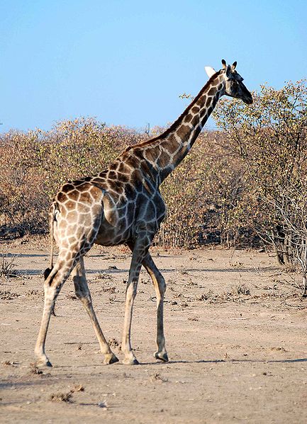 File:Giraffa camelopardalis angolensis namibia.jpg