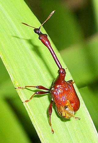 <span class="mw-page-title-main">Attelabidae</span> Family of beetles