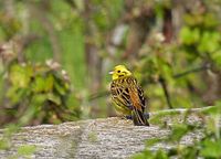 Goldammer (Emberiza citrinella)