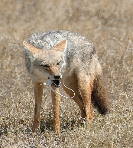 Как выглядят шакалы фото. Обыкновенный Шакал (canis aureus). Шакал камышовый. Среднеазиатский Шакал обыкновенный. Африканский Волчий Шакал.