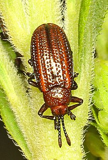 <i>Microrhopala vittata</i> Species of beetle