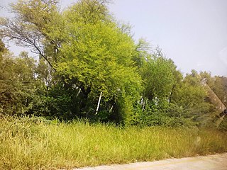 Golepur Place in Punjab, Pakistan