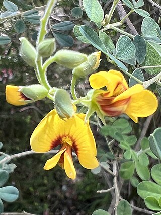 <i>Goodia pubescens</i> Species of legume