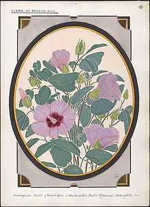 "Gossypium sturtii" by
Ebenezer Edward Gostelow (1867-1944) Gossypium sturtii.JPG