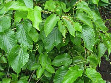 Гуания vitifolia.jpg