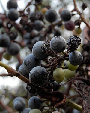 Grapevine (Vitis sp.)