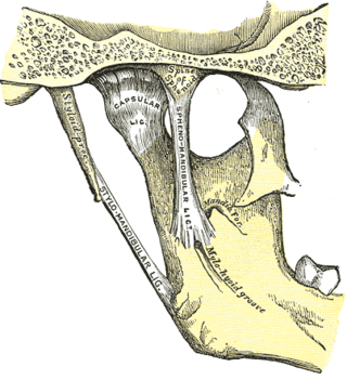 <span class="mw-page-title-main">Sphenomandibular ligament</span>