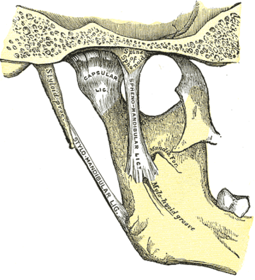 Ligamentum stylomandibulare