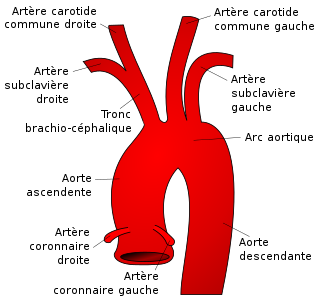 Fortune Salaire Mensuel de Tronc Arteriel Brachiocephalique Combien gagne t il d argent ? 60 000 000,00 euros mensuels