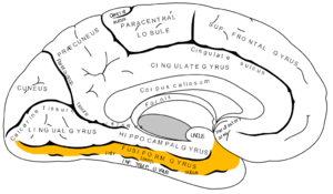 Gray727 fusiform gyrus.png