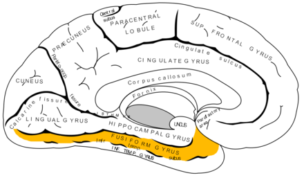 Diagram depicting different regions of the left cerebral hemisphere, Fusiform in Orange.