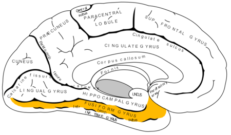 ไฟล์:Gray727_fusiform_gyrus.png