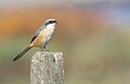 * Nomination grey backed shrike in kathmandu valley. By User:Prasan Shrestha --Nirmal Dulal 05:57, 2 April 2024 (UTC) * Promotion  Support Good quality. --Poco a poco 20:04, 2 April 2024 (UTC)