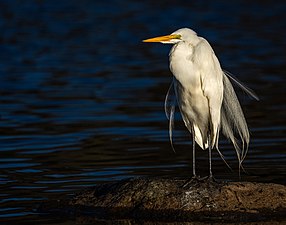 Great egret in Prospect Park. By Hugh Sansom.