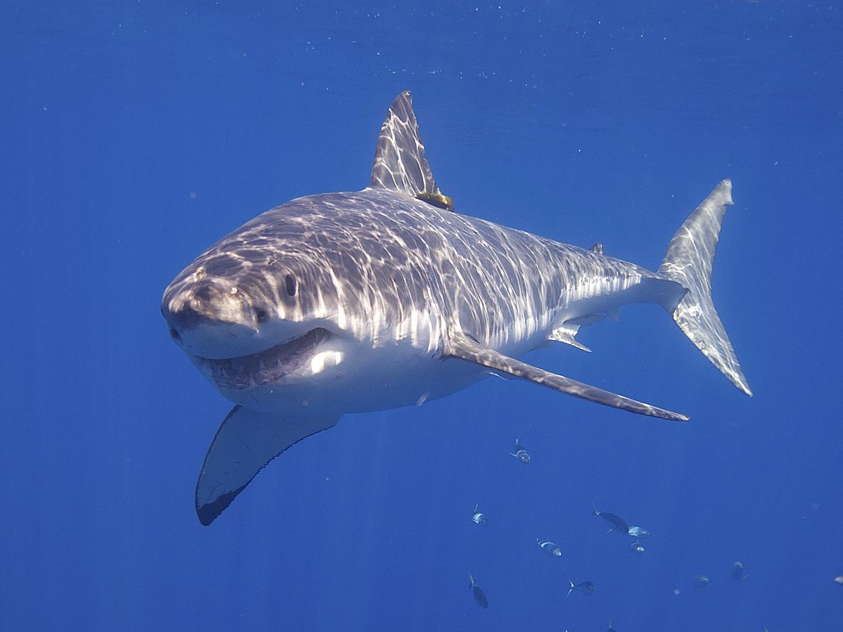 Whale shark - Wikipedia