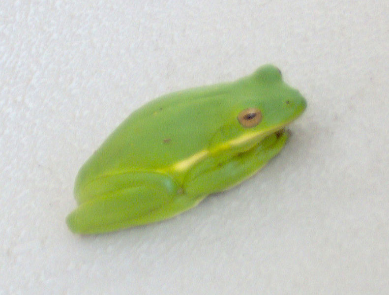 File:Green frog cdm0379.jpg