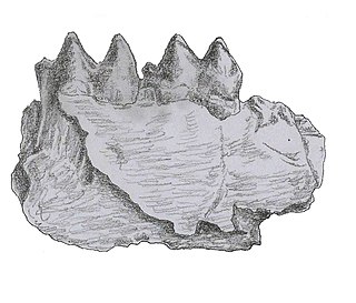 <i>Griphodon</i> Extinct genus of mammals