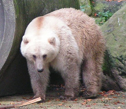 Grizzly–polar bear hybrid - Wikiwand