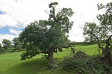 Gufidaun im Eisacktal Edelkastanien.jpg