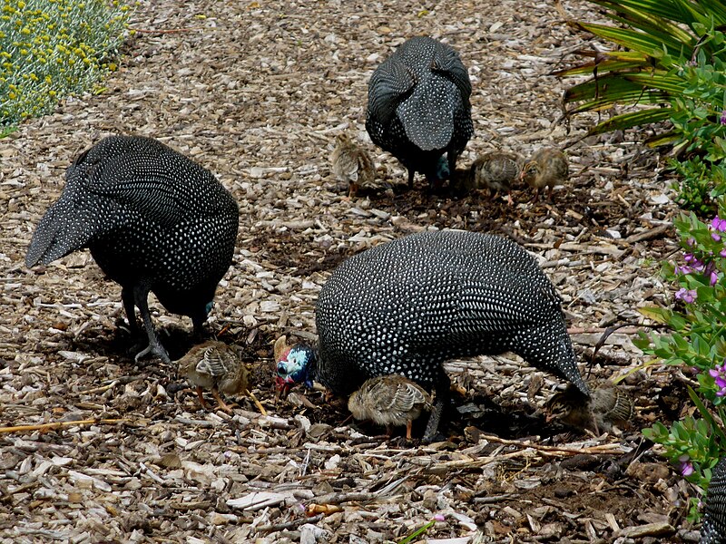 File:Guineafowl1.jpg