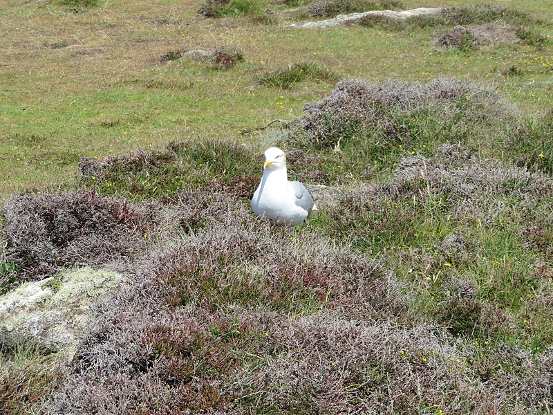 File:Gull at St David's Head - from Dar y Cadno to Coetan Arthur near Carn Llidi, Pembrokeshire, Wales 25.jpg