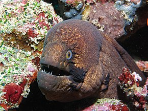 Beskrivelse av Gymnothorax breedeni.JPG-bildet.