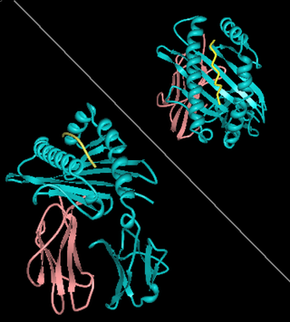 <span class="mw-page-title-main">HLA-A1</span> Human leukocyte antigen serotype