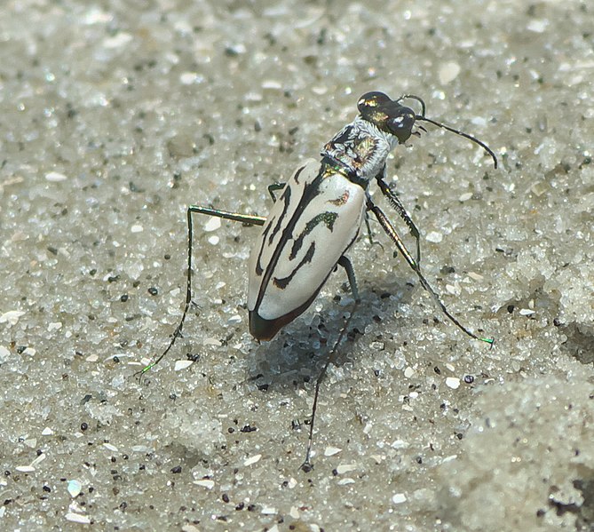 File:Habroscelimorpha dorsalis media P1010649a.jpg