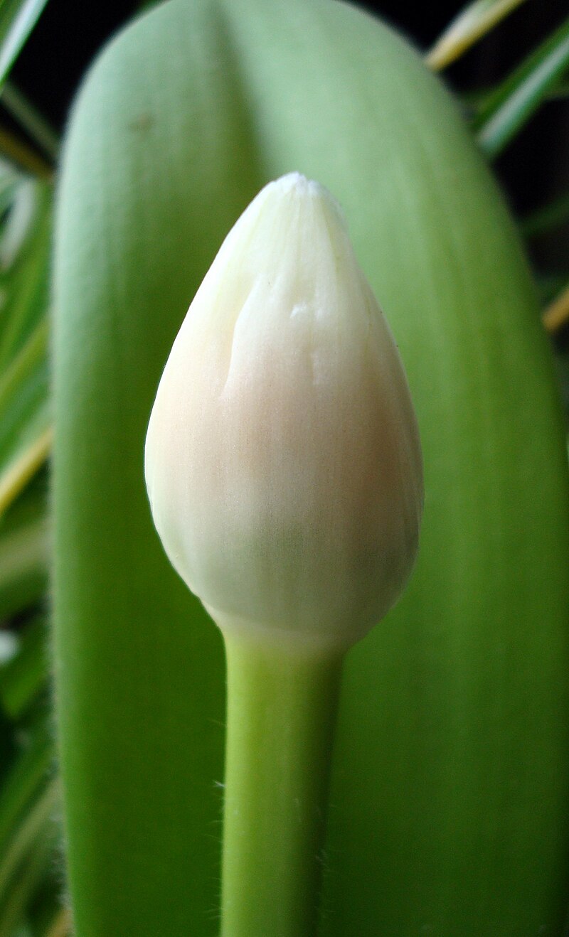 Haemanthus albiflos blossom 01.JPG