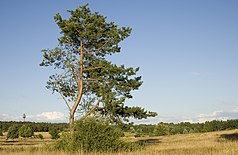 Näkymä luonnonsuojelualueelle