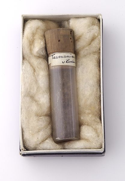 File:Hair from an unnamed native inhabitant of Tasmania Wellcome L0035638.jpg