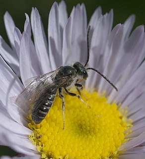 <i>Halictus virgatellus</i> Species of bee