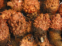 Halocynthia roretzi-Sea pineapples at Tsukiji Market-01.jpg