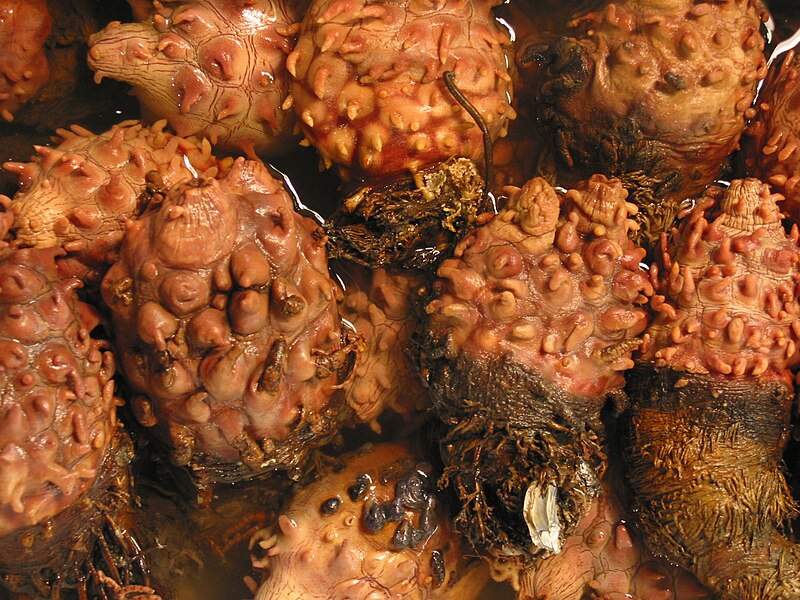 File:Halocynthia roretzi-Sea pineapples at Tsukiji Market-01.jpg