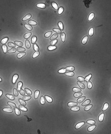 Английский: Споры микроспоридиума Hamiltosporidium magnivora, полученные с помощью фазово-контрастной микроскопии. Длина спор составляет около 4 мкм. Хозяин - Daphnia magna.