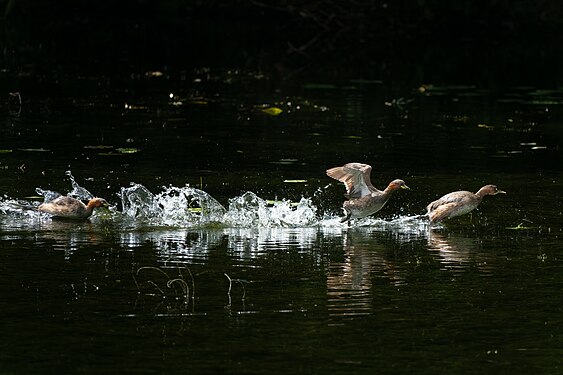 Little grebe playing in the water Photograph: User:Cathy200008