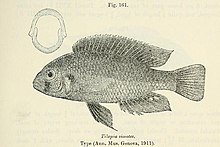 Haplochromis simotes.jpg