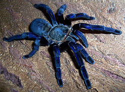 Haplopelma lividum.jpg