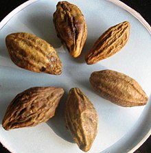 Haritaki (Terminalia chebula) fruits Haritaki (Terminalia chebula) fruits.jpg