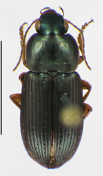 File:Harpalini (10.3897-zookeys.690.13751) Figure 22.jpg