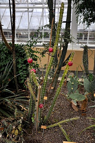 <i>Harrisia bonplandii</i> Species of cactus