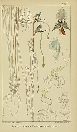 Harry Bolus - Orchids of South Africa - volume II plate 077 (1911).jpg