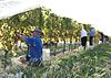 Picking grapes