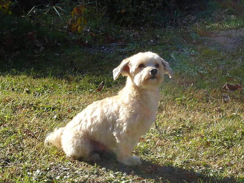 File:Havanese Dog.jpg