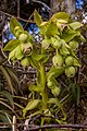 Helleborus foetidus