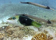 Hemigymnus melapterus Maldives.JPG